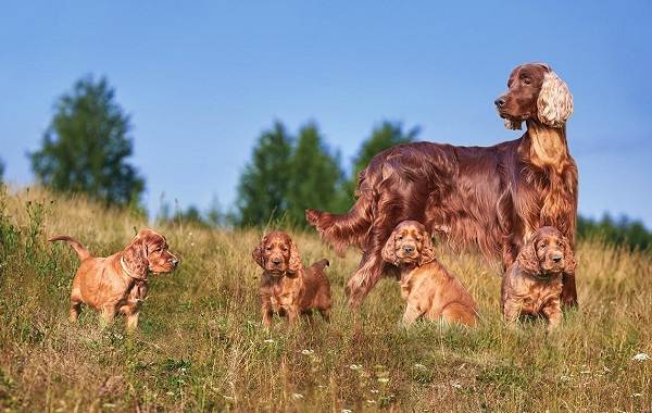 Ирландский-сеттер-собака-Описание-особенности-виды-уход-и-содержание-породы-5