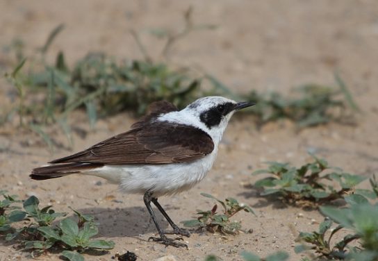 Крымские эндемичные растения и животные