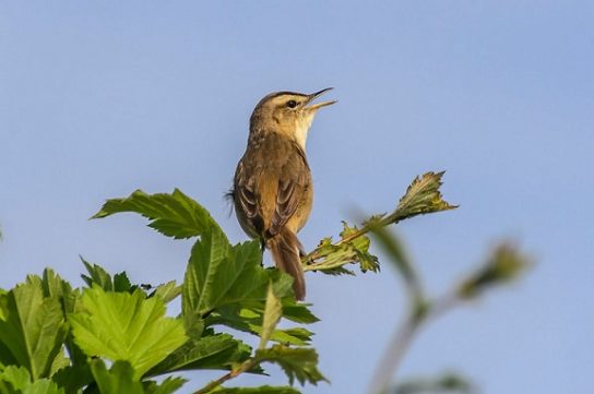 Крымские эндемичные растения и животные