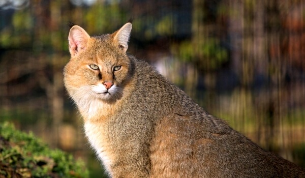 Фото: Камышовый кот в природе