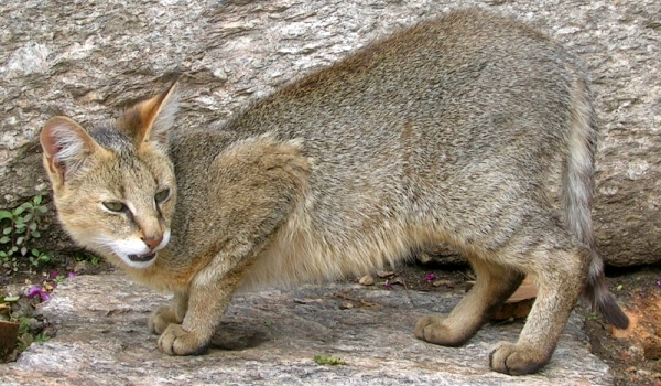 Фотография: “Джунглевая кошка на природе