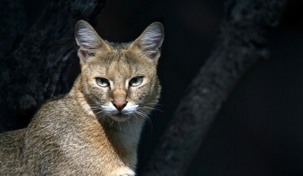Фотография: “Дикая камышовая кошка
