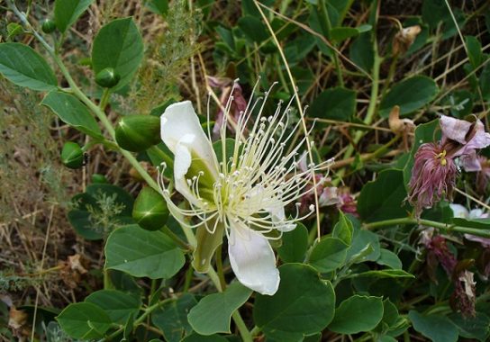 Крымские эндемичные растения и животные