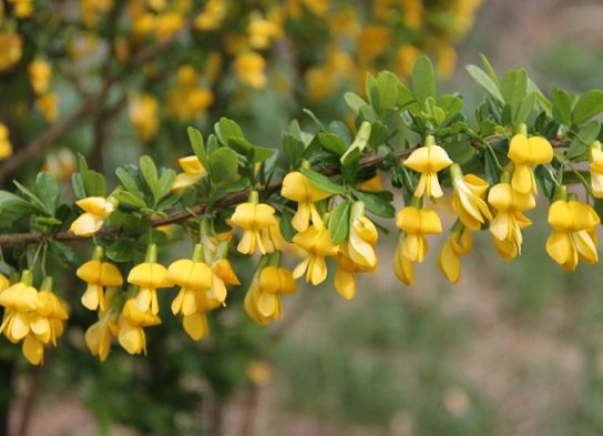 Красная книга Краснодарского края