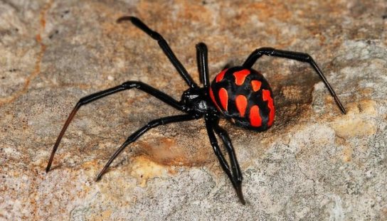 Животные пустыни и их удивительные механизмы приспособления