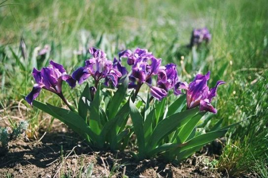 Красная книга Краснодарского края