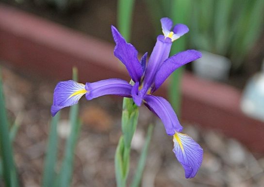 Красная книга Краснодарского края