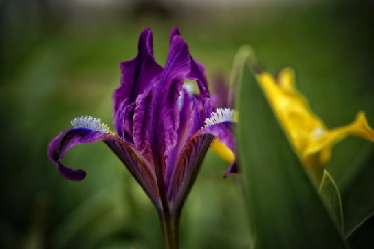 Красная книга Краснодарского края