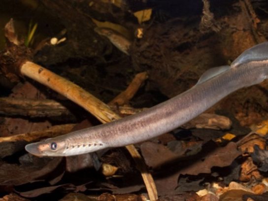 Красная книга Ставропольского края