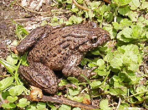 Красная книга Краснодарского края