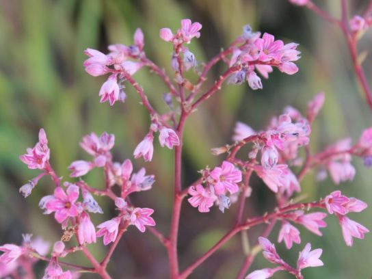 Крымские эндемичные растения и животные