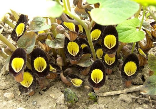 Красная книга Краснодарского края