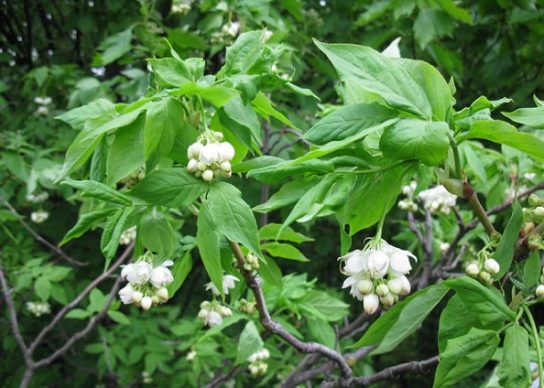 Красная книга Краснодарского края