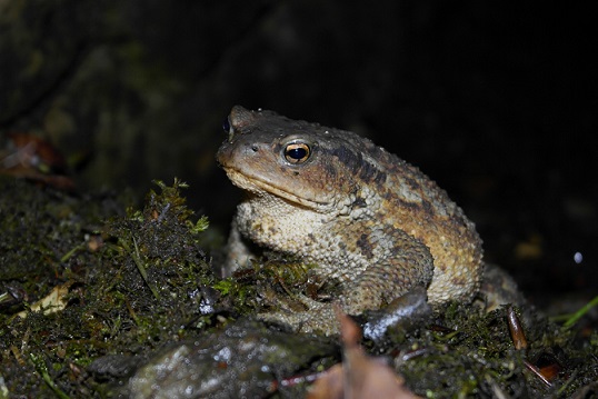 Красная книга Краснодарского края