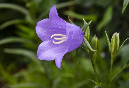 Красная книга Краснодарского края