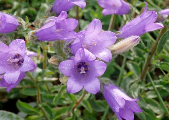 Красная книга Краснодарского края