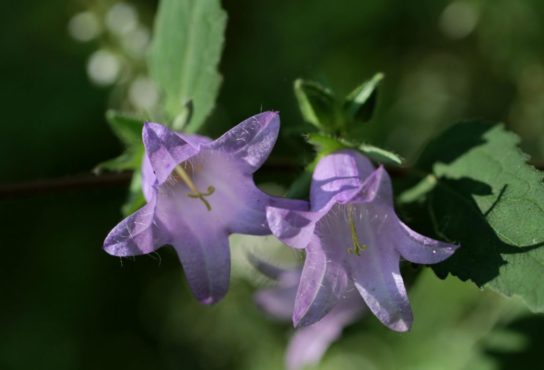 Красная книга Краснодарского края