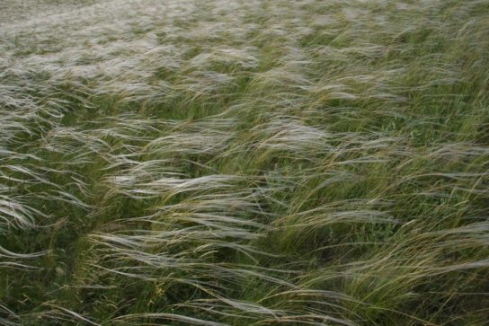 Животные, занесенные в Красную книгу Красноярского края - названия, описание