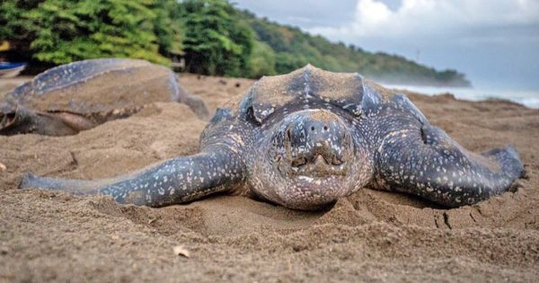 Гигантская кожистая черепаха Гигантская кожистая черепаха