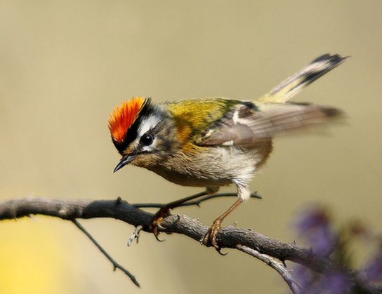 Крымские эндемичные растения и животные