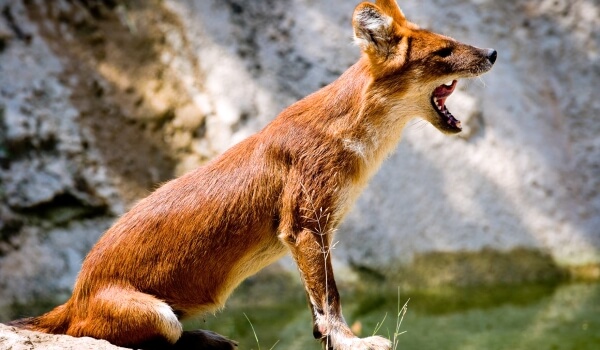 Фото: Красный волк из Красной книги Фото: Красный волк из Красной книги