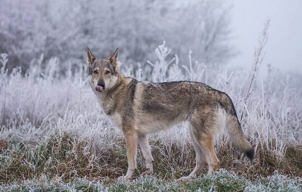 Крупные породы-собаки-Описания-имена-имена-и-признаки-больших-пород-собак-13