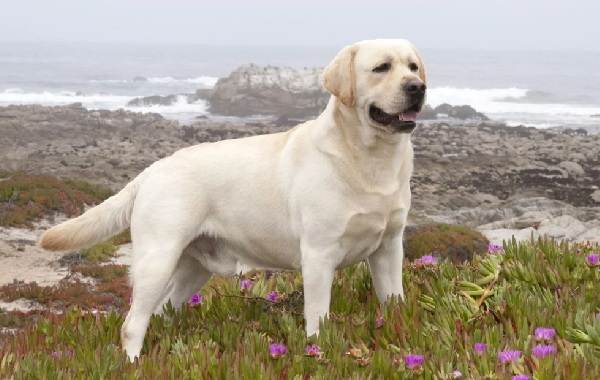 Крупные породы-собаки-описания-имена-имена-и-признаки-крупных-пород-собак-22