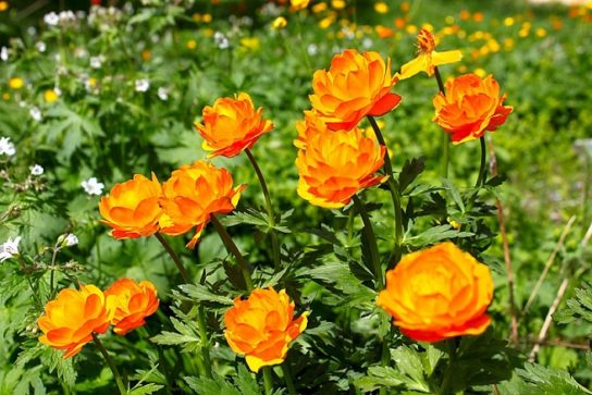 Животные, занесенные в Красную книгу Красноярского края - названия, описание