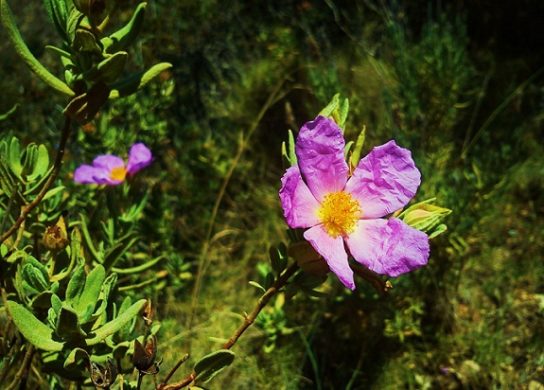 Красная книга Краснодарского края