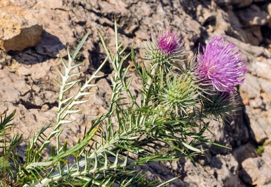 Красная книга Краснодарского края