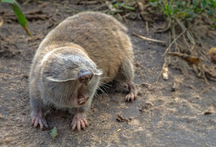 Как отличить слепыша от крота: строение тела, образ жизни и размножение животных