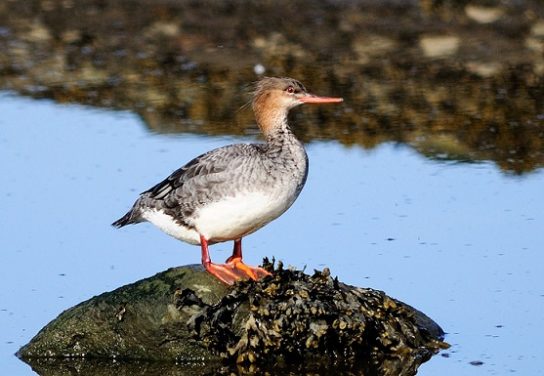 Крымские эндемичные растения и животные