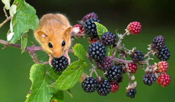 Фото: Лесная соня для грызунов