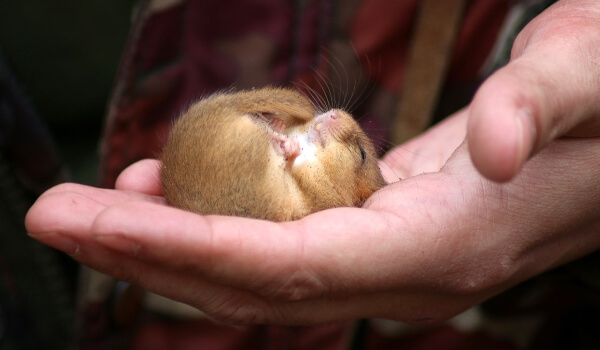 Фото: Dyreskog Dormus