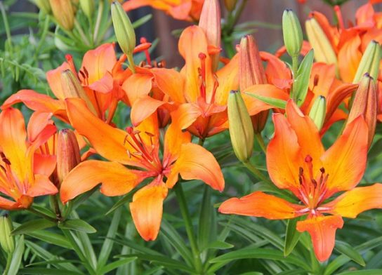 Животные, занесенные в Красную книгу Красноярского края - названия, описание