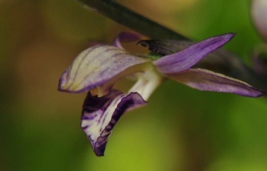 Красная книга Краснодарского края