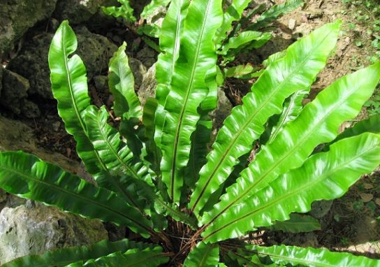 Крымские эндемичные растения и животные