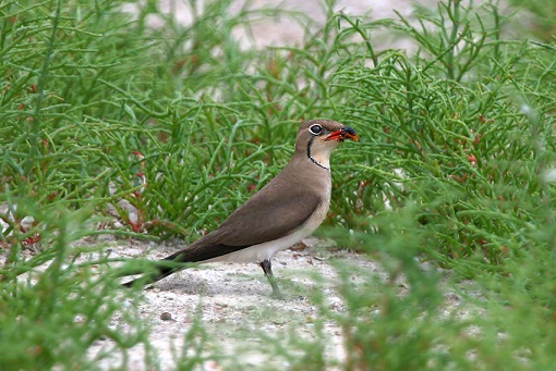 Крымские эндемичные растения и животные