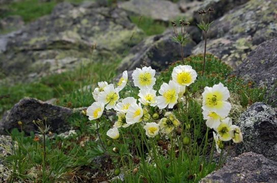 Животные, занесенные в Красную книгу Красноярского края - названия, описание