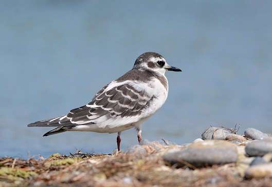 Какая птица ныряет глубже