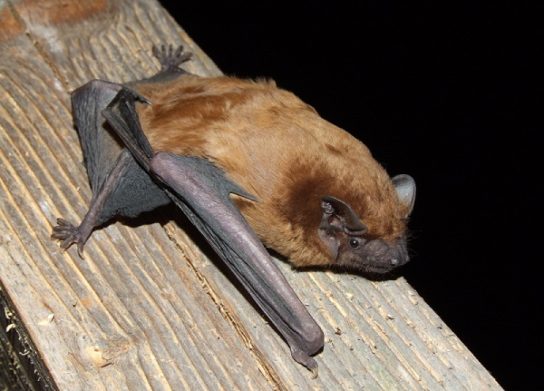 Крымские эндемичные растения и животные