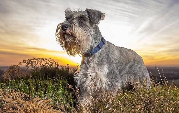 Маленькие-породы-собак-Описание-особенности-названия-и-типы-маленьких-собак-21