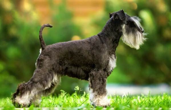 Маленькие-породы-собак-Описание-особенности-названия-и-типы-маленьких-собак-22