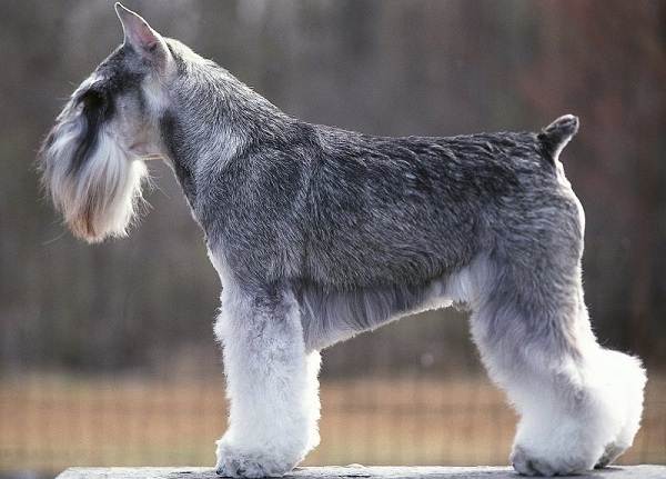 Маленькие-породы-собак-Описание-особенности-названия-и-типы-маленьких-собак-23