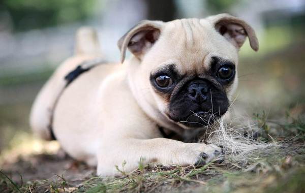 Породы маленьких собак-Описание-особенности-названия-и-типы-маленьких-собак-27