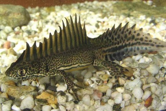 Красная книга Краснодарского края