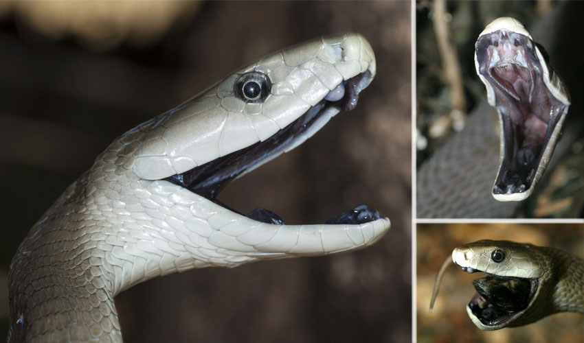 как выглядит черная мамба