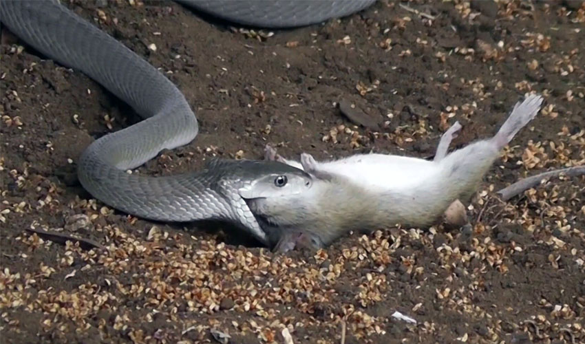 диета черной мамбы