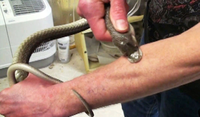 укус черной мамбы