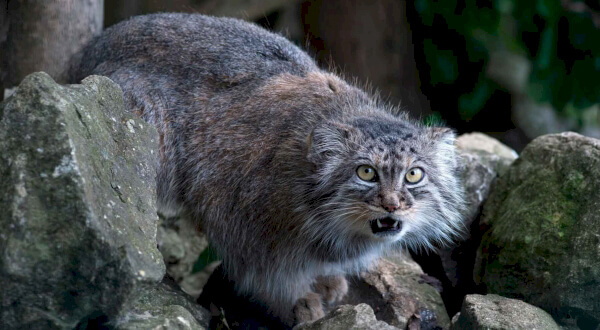 фото дикого кота манула фото дикого кота манула